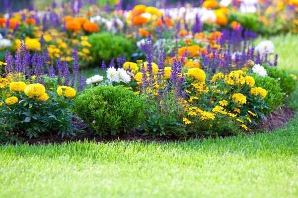 Flower Bed Maintenance in Pasadena