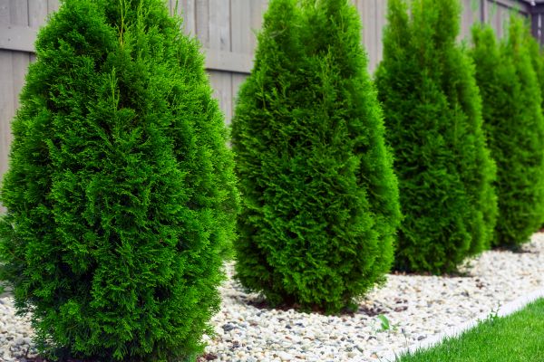 Arborvitae Planting in Pasadena