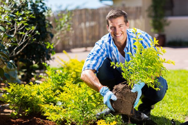 Bush Planting Service in Pasadena