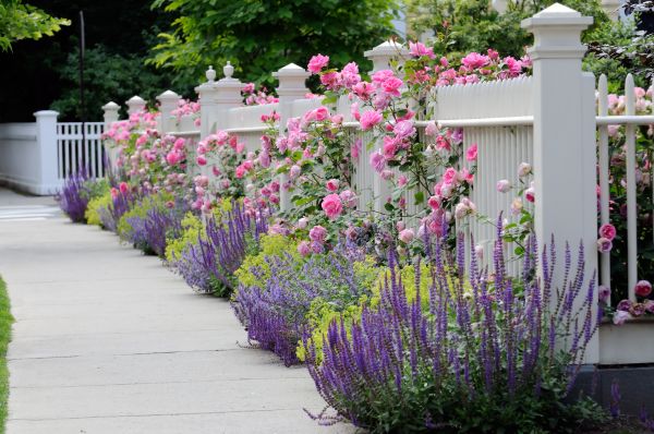 Garden Handyman Service in Pasadena