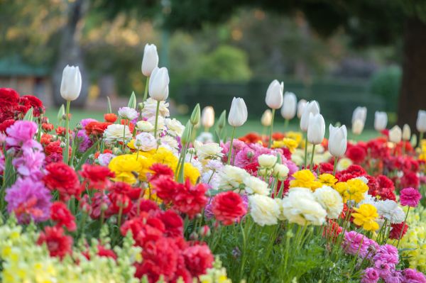 Gardening Service in Pasadena
