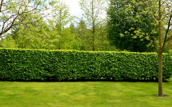 Hedge Planting in Pasadena