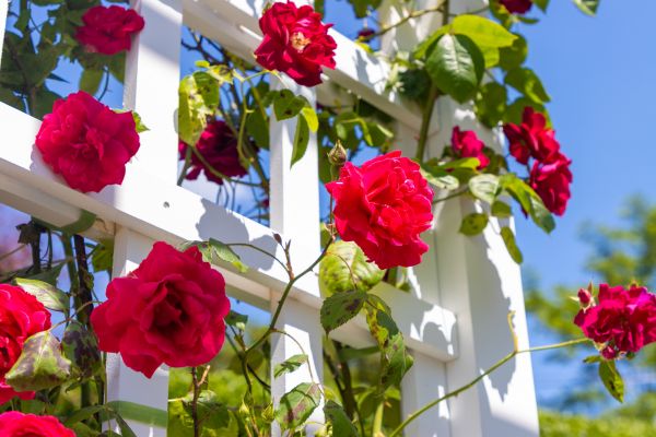 Home Gardening Service in Pasadena