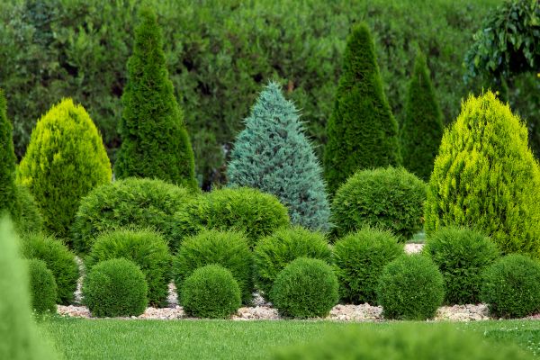 Shrub Replacement in Pasadena