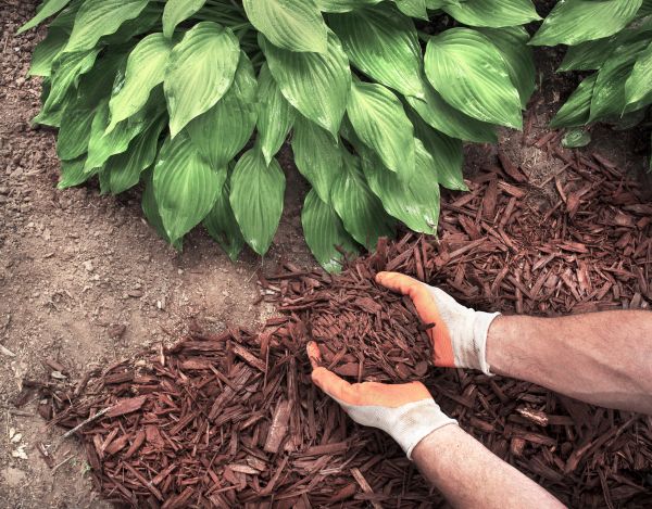 Shredded Mulch Service in Pasadena