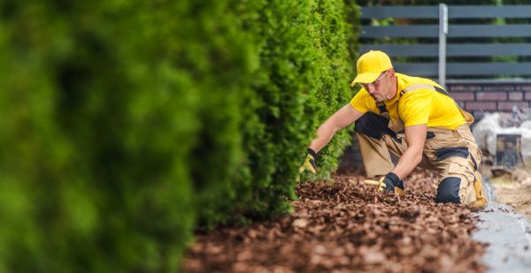 Cypress Mulch Installation in Pasadena