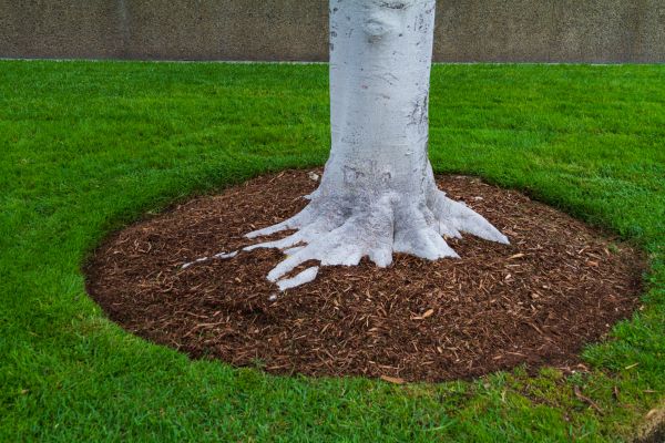 Brown Mulch Installation in Pasadena