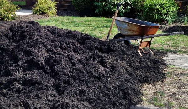 Black Mulch Installation in Pasadena