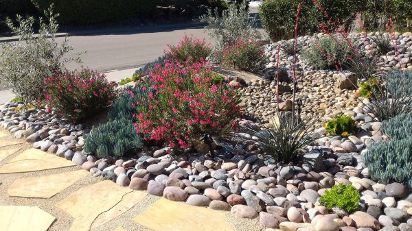 Xeriscape Landscaping in Pasadena