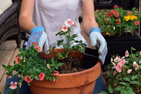Plant Care Service in Pasadena