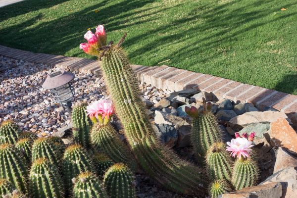 Desert Landscaping in Pasadena
