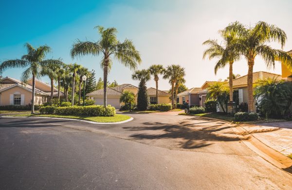 Palm Tree Landscaping in Pasadena