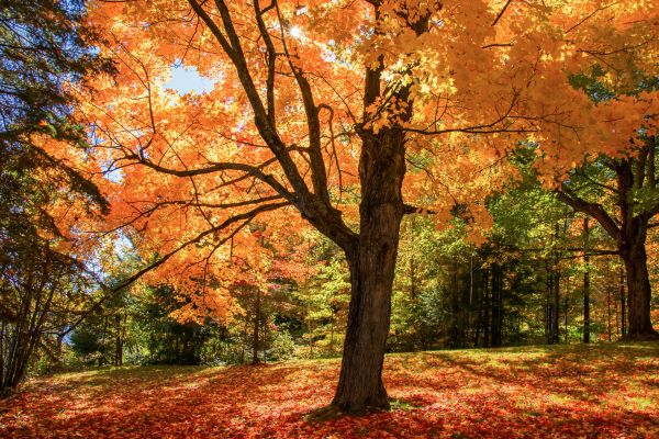 Maple Tree Planting in Pasadena
