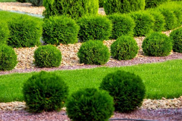Bush Installation in Pasadena