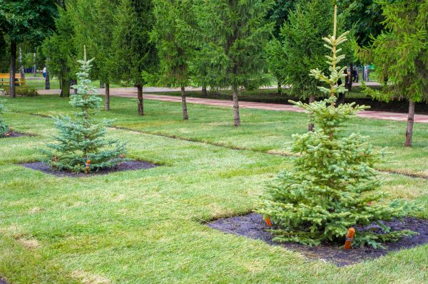 Privacy Trees Planting in Pasadena