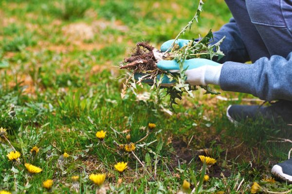 Flower Bed Clearing in Pasadena
