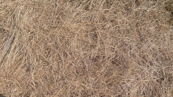 Pine Straw Replacement in Pasadena