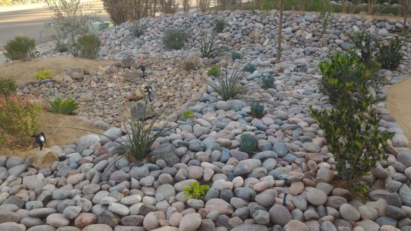 Yard Xeriscaping in Pasadena