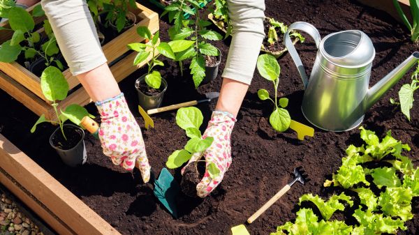 Garden Bed Installation in Pasadena