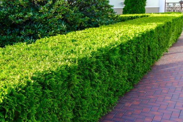 Hedge Installation in Pasadena