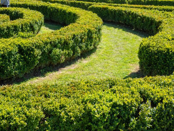 Bush Landscaping in Pasadena