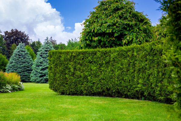 Hedge Landscaping in Pasadena