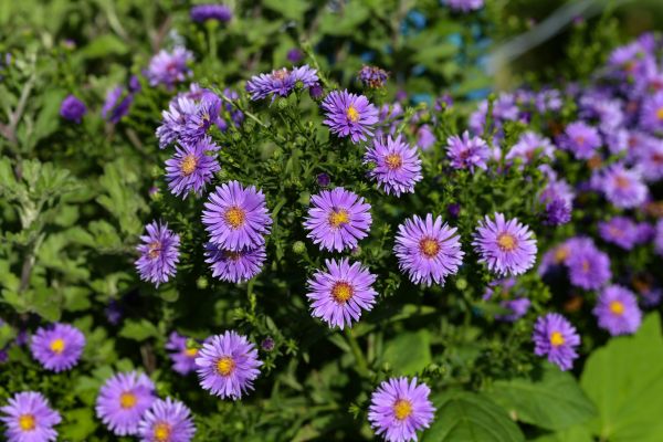 Perennial Flower Planting in Pasadena