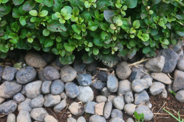 River Stone Installation in Pasadena
