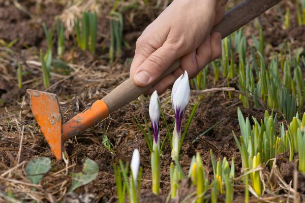 Flower Garden Weeding in Pasadena