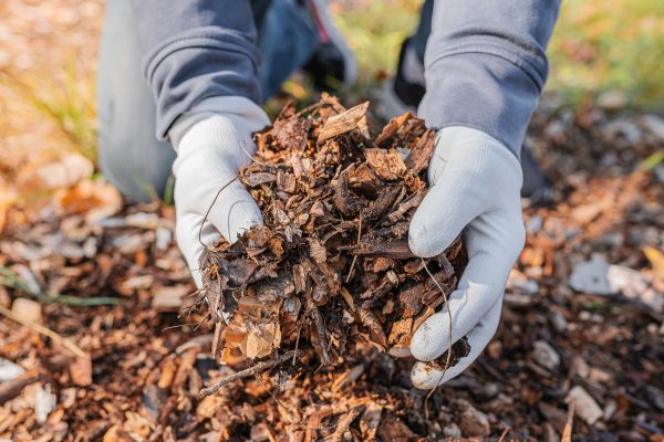 Shredded Mulch Installation in Pasadena