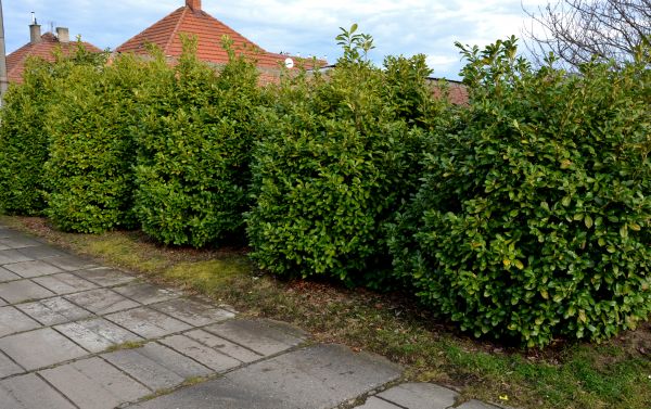 Privacy Shrub Installation in Pasadena