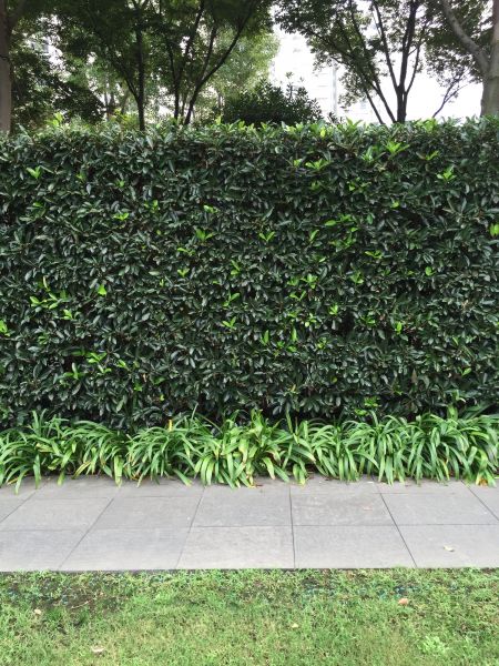 Privacy Shrub Planting in Pasadena