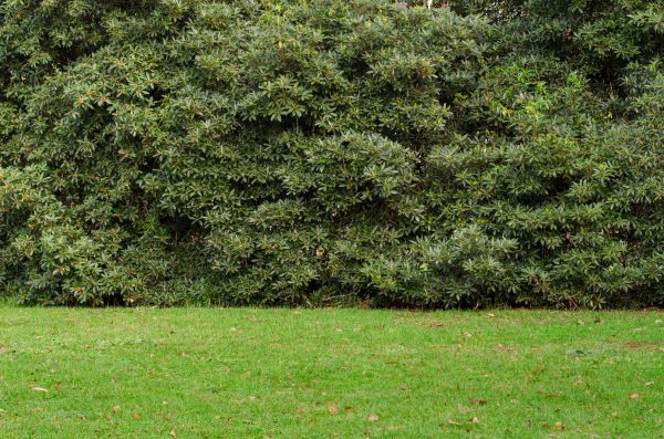 Privacy Hedge Planting in Pasadena