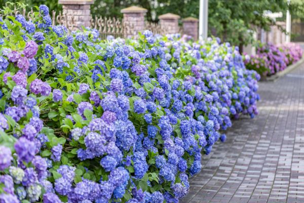 Hydrangea Landscaping in Pasadena