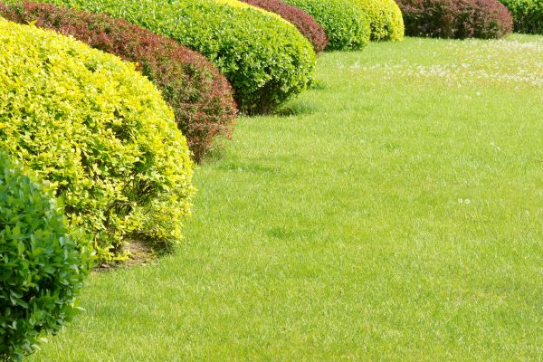 Shrubbery Planting in Pasadena