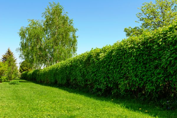 Hedge Replacement in Pasadena