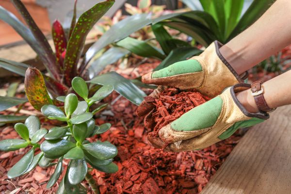 Cedar Mulch Installation in Pasadena