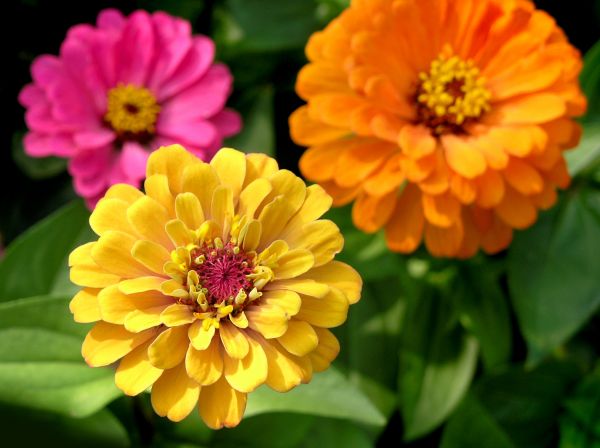 Zinnia Planting in Pasadena