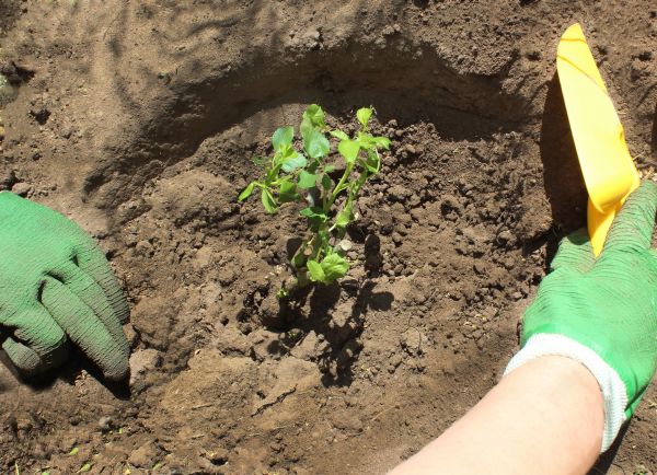 Rose Bush Planting in Pasadena