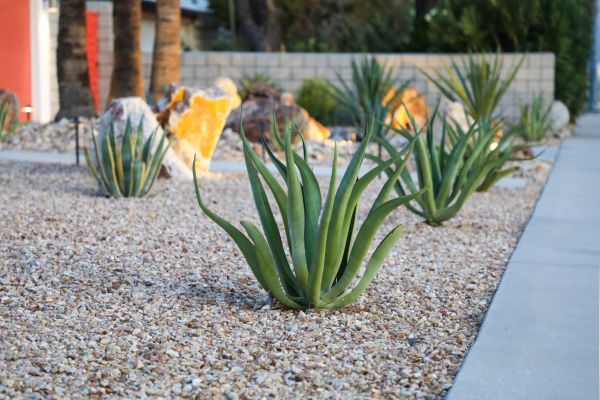 Drought Resistant Landscaping in Pasadena
